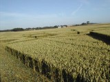 2003-07-06- Green Street, Avebury, Wiltshire 11
