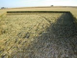 2003-07-06- Green Street, Avebury, Wiltshire 13