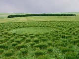 2003-07-06- North Down, nr Beckhampton, Wiltshire 03