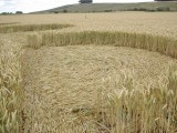 2003-07-20- Hackpen Hill, Wiltshire 10