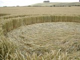 2003-07-20- Hackpen Hill, Wiltshire 11