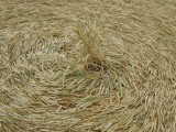 2003-07-20- Hackpen Hill, Wiltshire 12