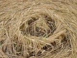 2003-07-20- West Stowell, Wiltshire 05