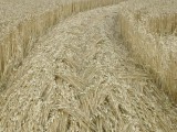 2003-07-22- Froxfield, Wiltshire 05