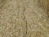 2003-07-22- Froxfield, Wiltshire 06