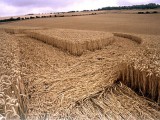 2003-22-07- Tegdown Hill, Patcham, East Sussex 05